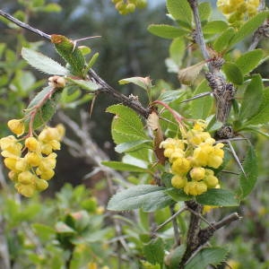 Photographie n°2313957 du taxon Berberis vulgaris L. [1753]