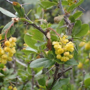 Photographie n°2313958 du taxon Berberis vulgaris L. [1753]