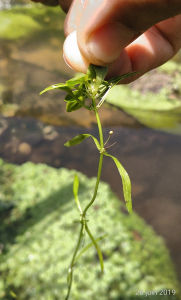 Florent Beck, le 26 juin 2019 (Bénesse-Maremne (Ruisseau du moulin de Lamothe))