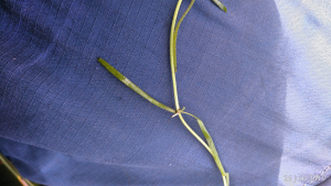 Florent Beck, le 26 juin 2019 (Bénesse-Maremne (Ruisseau du moulin de Lamothe))