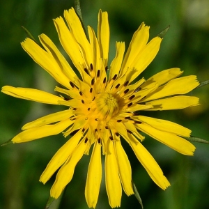 Photographie n°2314022 du taxon Tragopogon pratensis L. [1753]