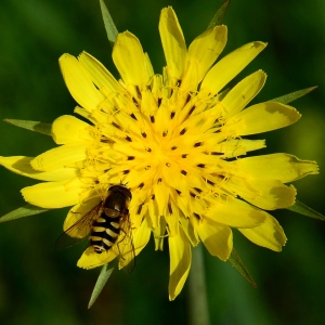 Photographie n°2314023 du taxon Tragopogon pratensis L. [1753]