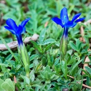 Photographie n°2314039 du taxon Gentiana verna L. [1753]