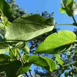 Photographie n°2314043 du taxon Alnus cordata (Loisel.) Duby [1828]