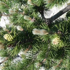 Photographie n°2314088 du taxon Pinus mugo subsp. uncinata (Ramond ex DC.) Domin [1936]