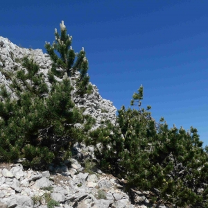 Photographie n°2314089 du taxon Pinus mugo subsp. uncinata (Ramond ex DC.) Domin [1936]
