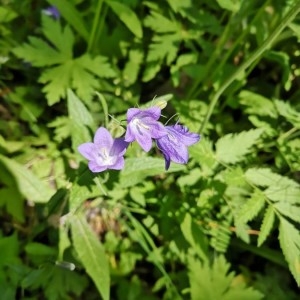 Photographie n°2314096 du taxon Campanula rhomboidalis L. [1753]