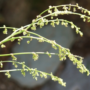 Photographie n°2314101 du taxon Rumex scutatus L. [1753]