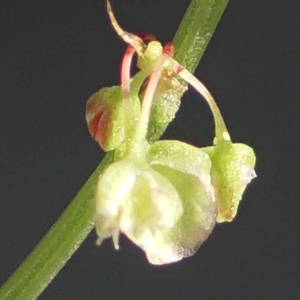 Photographie n°2314105 du taxon Rumex scutatus L. [1753]