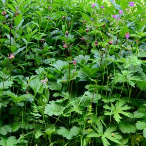 Photographie n°2314145 du taxon Caltha palustris L. [1753]