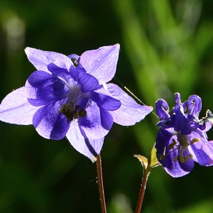 Photographie n°2314157 du taxon Aquilegia vulgaris L. [1753]