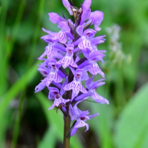 Photographie n°2314162 du taxon Dactylorhiza fuchsii (Druce) Soó [1962]