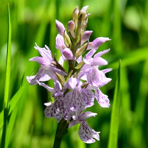 Photographie n°2314164 du taxon Dactylorhiza fuchsii (Druce) Soó [1962]