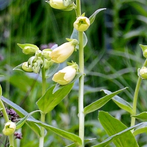 Photographie n°2314168 du taxon Digitalis grandiflora Mill. [1768]