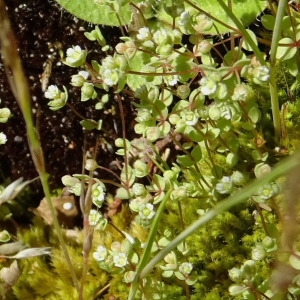 Photographie n°2314176 du taxon Radiola linoides Roth [1788]