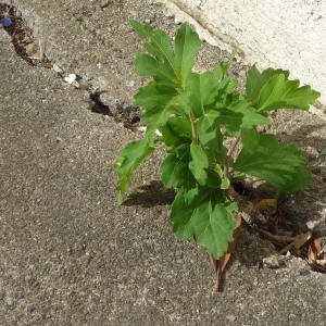 Photographie n°2314242 du taxon Hibiscus syriacus L. [1753]