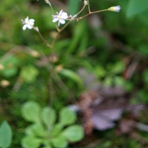 Photographie n°2314249 du taxon Saxifraga cuneifolia L. [1759]