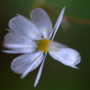 Photographie n°2314253 du taxon Saxifraga cuneifolia L. [1759]