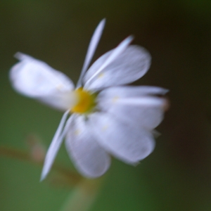 Photographie n°2314254 du taxon Saxifraga cuneifolia L. [1759]