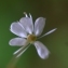  Liliane Roubaudi - Saxifraga cuneifolia L. [1759]