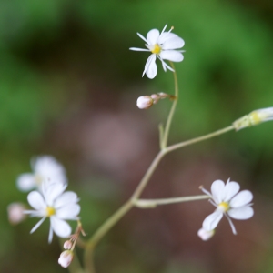 Photographie n°2314257 du taxon Saxifraga cuneifolia L. [1759]