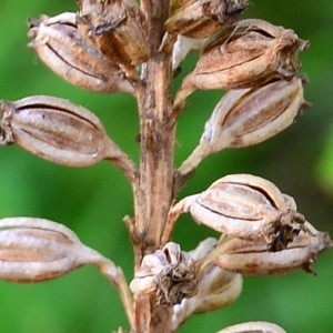 Photographie n°2314301 du taxon Neottia nidus-avis (L.) Rich. [1817]