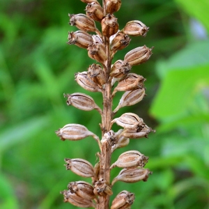 Photographie n°2314302 du taxon Neottia nidus-avis (L.) Rich. [1817]