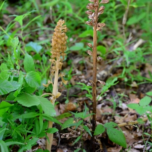 Photographie n°2314303 du taxon Neottia nidus-avis (L.) Rich. [1817]