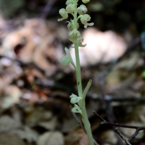 Photographie n°2314333 du taxon Neottia nidus-avis (L.) Rich. [1817]
