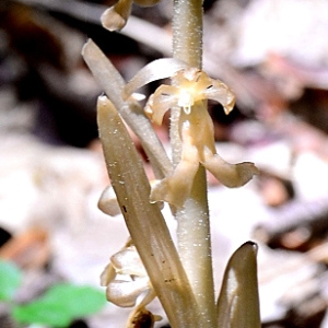 Photographie n°2314340 du taxon Neottia nidus-avis (L.) Rich. [1817]