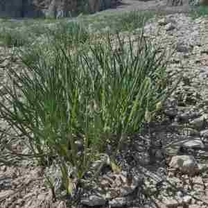 Photographie n°2314390 du taxon Allium narcissiflorum Vill. [1779]