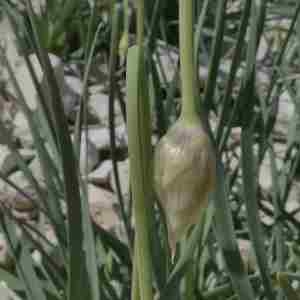 Photographie n°2314391 du taxon Allium narcissiflorum Vill. [1779]