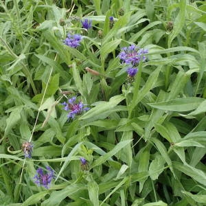 Photographie n°2314424 du taxon Cyanus montanus (L.) Hill [1768]