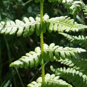 Photographie n°2314435 du taxon Oreopteris limbosperma (Bellardi ex All.) Holub [1969]