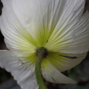 Photographie n°2314447 du taxon Papaver alpinum L. [1753]