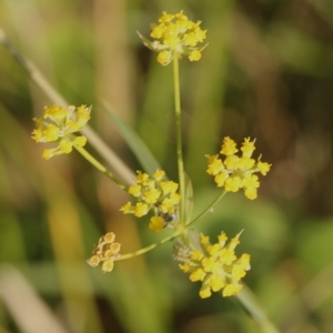 Photographie n°2314448 du taxon Bupleurum falcatum L. [1753]