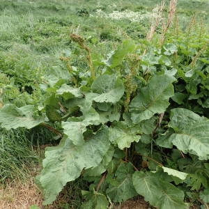 Photographie n°2314459 du taxon Rumex alpinus L. [1759]