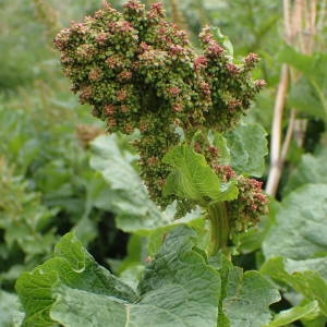 Photographie n°2314460 du taxon Rumex alpinus L. [1759]
