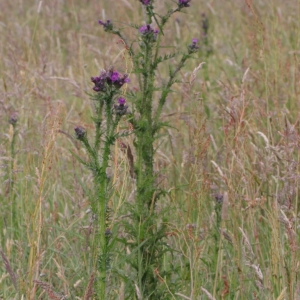 Photographie n°2314469 du taxon Cirsium palustre (L.) Scop. [1772]