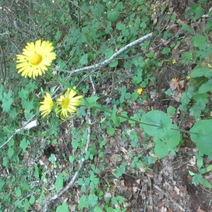 Photographie n°2314472 du taxon Doronicum pardalianches L. [1753]