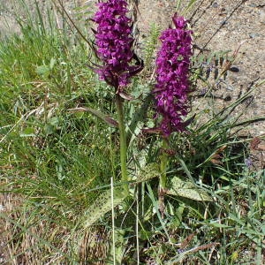 Photographie n°2314488 du taxon Dactylorhiza incarnata subsp. cruenta (O.F.Müll.) P.D.Sell