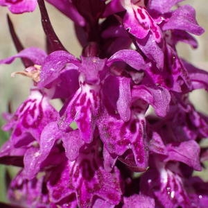 Photographie n°2314490 du taxon Dactylorhiza incarnata subsp. cruenta (O.F.Müll.) P.D.Sell