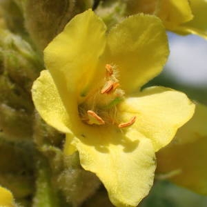 Photographie n°2314491 du taxon Verbascum thapsus L. [1753]