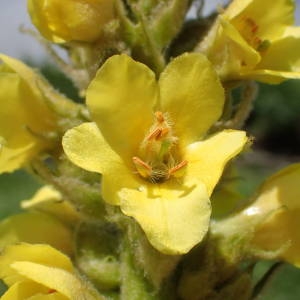 Photographie n°2314493 du taxon Verbascum thapsus L. [1753]