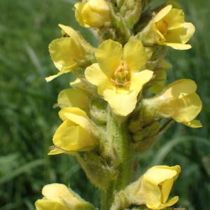 Photographie n°2314494 du taxon Verbascum thapsus L. [1753]