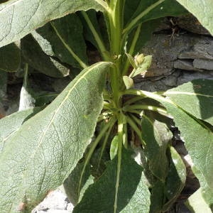 Photographie n°2314496 du taxon Verbascum thapsus L. [1753]