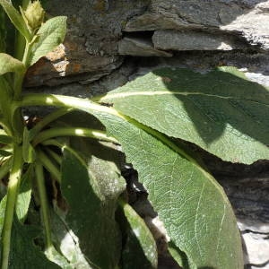 Photographie n°2314497 du taxon Verbascum thapsus L. [1753]