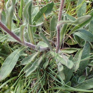 Photographie n°2314501 du taxon Erigeron alpinus L. [1753]