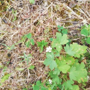 Photographie n°2314519 du taxon Geranium rotundifolium L. [1753]