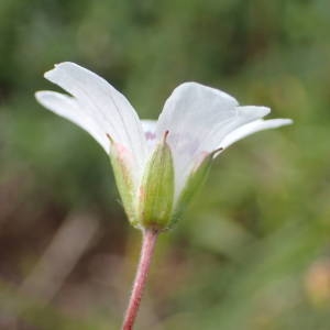 Photographie n°2314523 du taxon Geranium rivulare Vill. [1779]